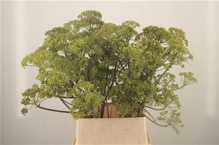 <h4>Ferule Zaaddoos 100cm Per Stem</h4>