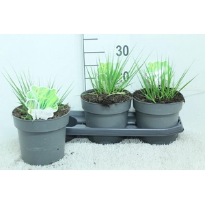 Molinia Caerulea Heidebraut