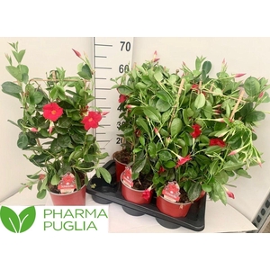 MANDE RIO DEEP RED