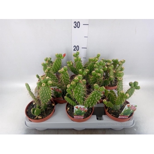 Opuntia