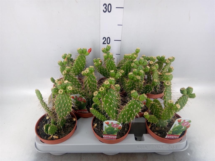 <h4>Opuntia</h4>