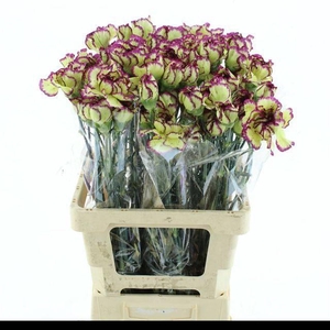 DI ST EXTRAVAGANZA X 160