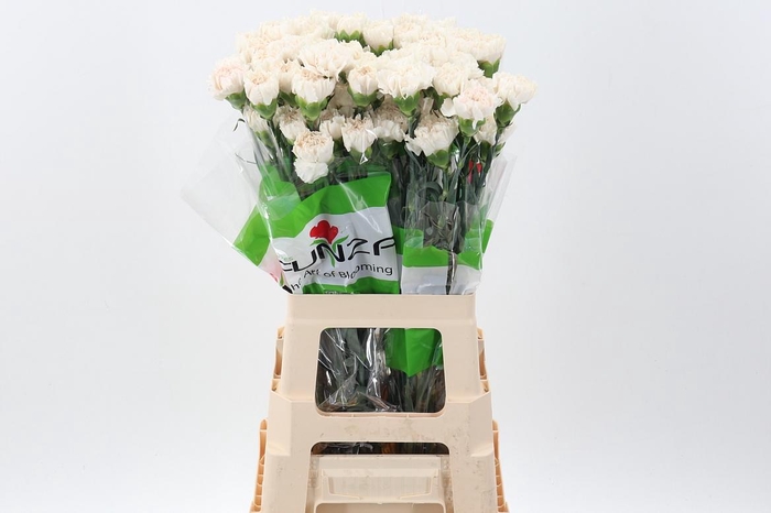 <h4>Di St Moon Golem</h4>