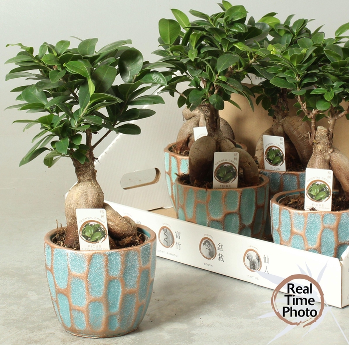 <h4>FIC MI GINSENG</h4>