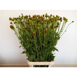 Rudbeckia Zaaddoos