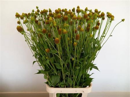 <h4>Rudbeckia Zaaddoos</h4>