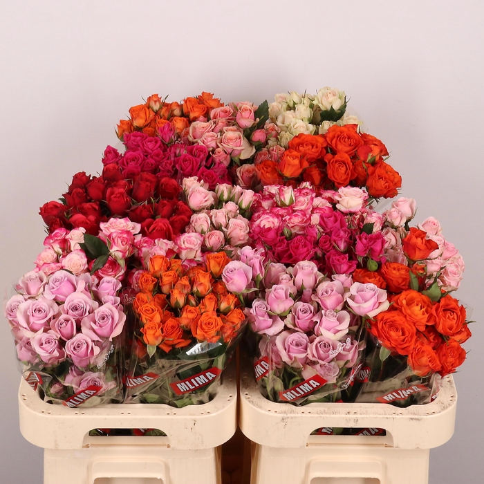 <h4>R TR GEM IN FUST</h4>