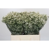 Limonium China White