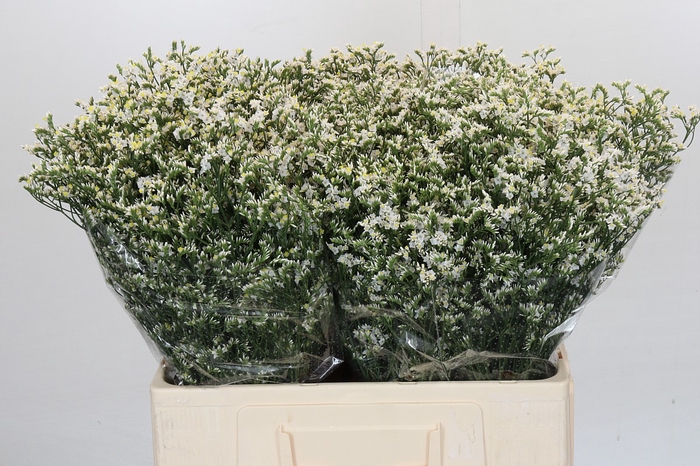 <h4>Limonium China White</h4>