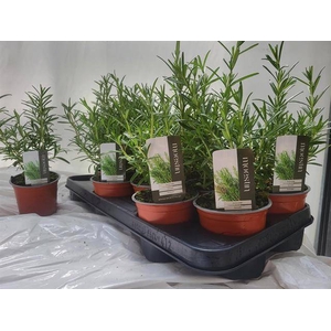 !! PROMO !! ROSMARIN OFFICINALIS P10
