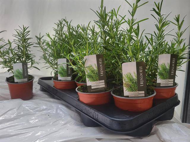 <h4>!! PROMO !! ROSMARIN OFFICINALIS P10</h4>