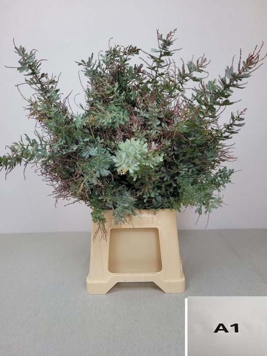 <h4>ACACIA BAILEYANA PB</h4>