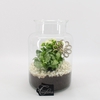 BACR-2407W Basic fundamentals terrarium