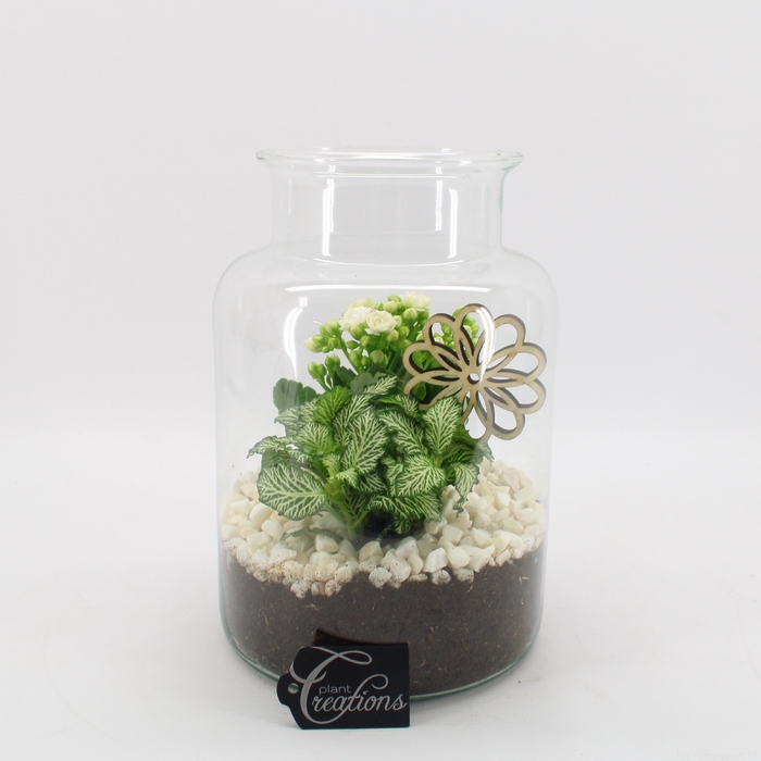 <h4>BACR-2506W Basic fundamentals terrarium</h4>