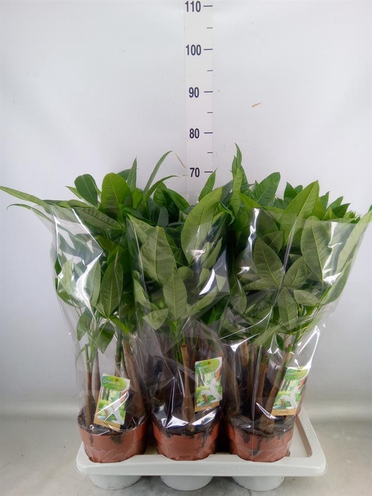 <h4>Pachira aquatica</h4>