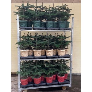 ABIES NORDMANNIANA p19