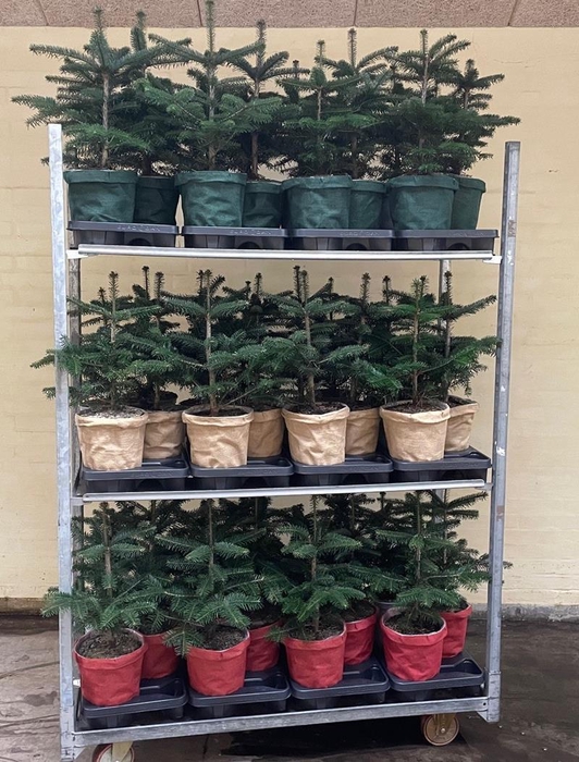 <h4>ABIES NORDMANNIANA p19</h4>