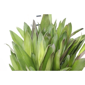 FOLHAGEM DRACENA POA