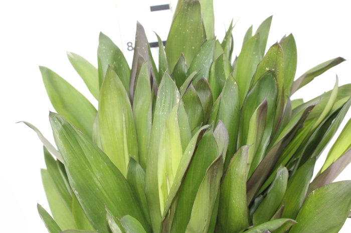 <h4>FOLHAGEM DRACENA POA</h4>