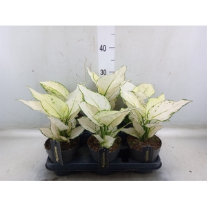 Aglaonema  'White Joy'