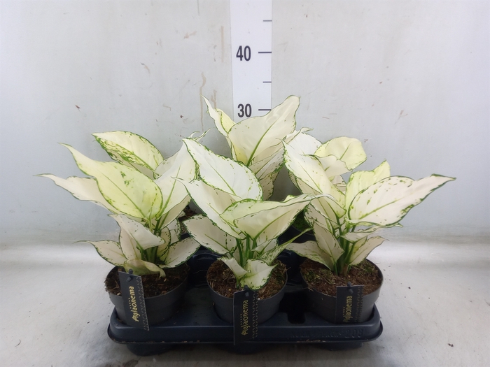 <h4>Aglaonema  'White Joy'</h4>