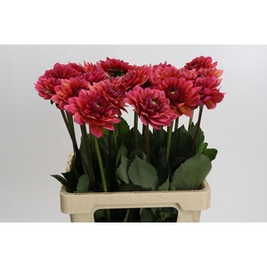 Dahlia Salmon Runner