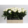 Paeonia Madame Claude Tain