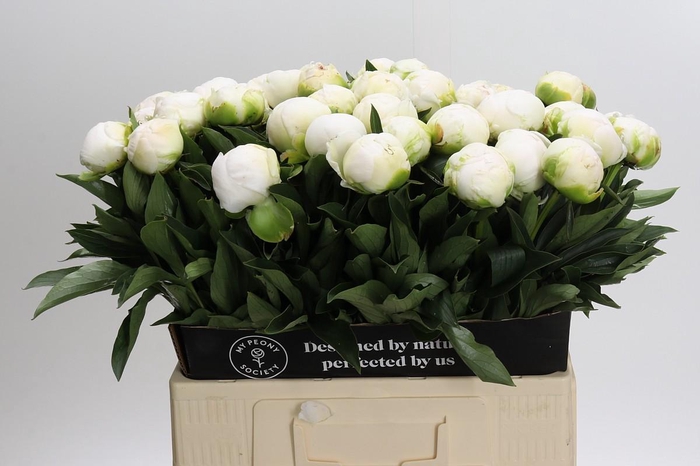 <h4>Paeonia Madame Claude Tain</h4>