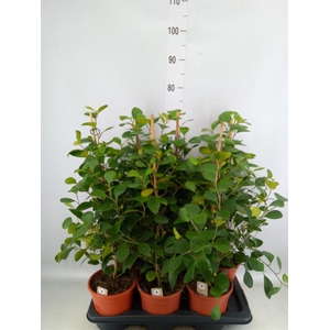Ficus deltoidea