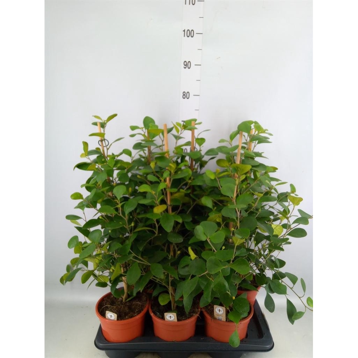 <h4>Ficus deltoidea</h4>