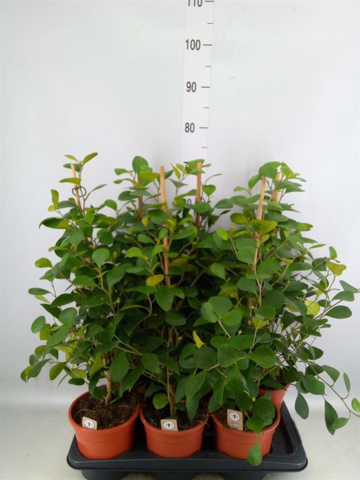 Ficus deltoidea