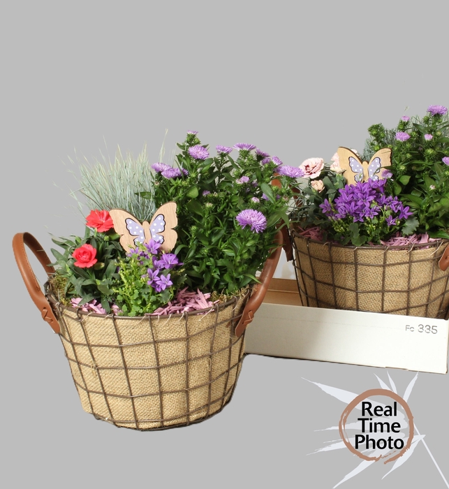 <h4>ARR TUINPLANTEN</h4>