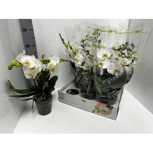 Phalaenopsis Tablo Champagne 12Ø 40cm 2st 25fl
