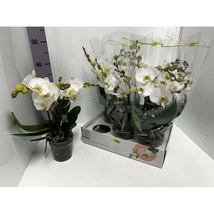 <h4>Phalaenopsis Tablo Champagne 12Ø 40cm 2st 25fl</h4>