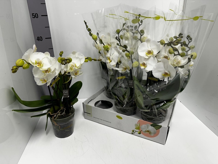Phalaenopsis Tablo 12Ø 50cm 2st 18fl