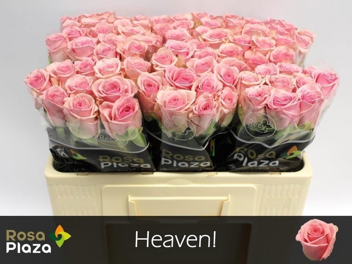 <h4>R GR HEAVEN!</h4>
