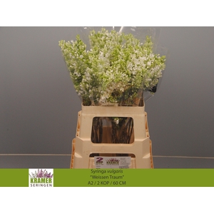 SYR V ENGLER WEISS T