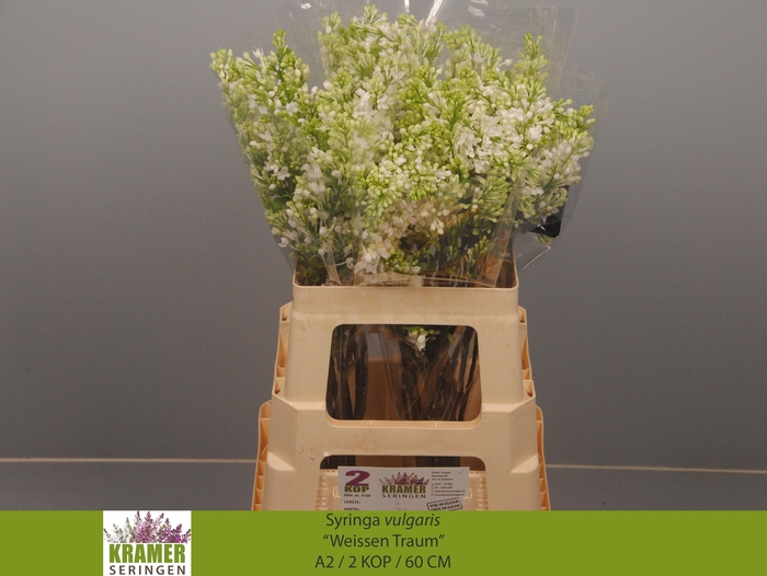 <h4>SYR V ENGLER WEISS T</h4>