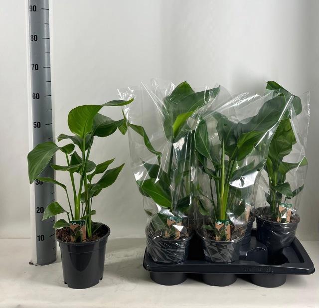 <h4>STRELITZIA NICOLAI</h4>