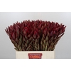 Leucadendron Jester