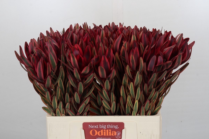 Leucadendron Jester