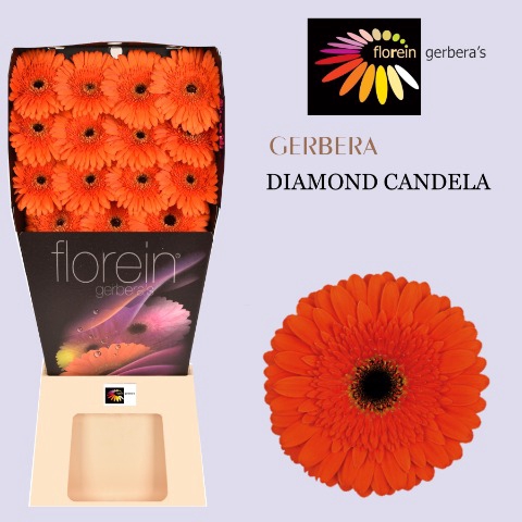 <h4>Gerbera Candela Diamond</h4>