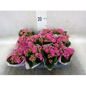 Kalanchoe   ...mini