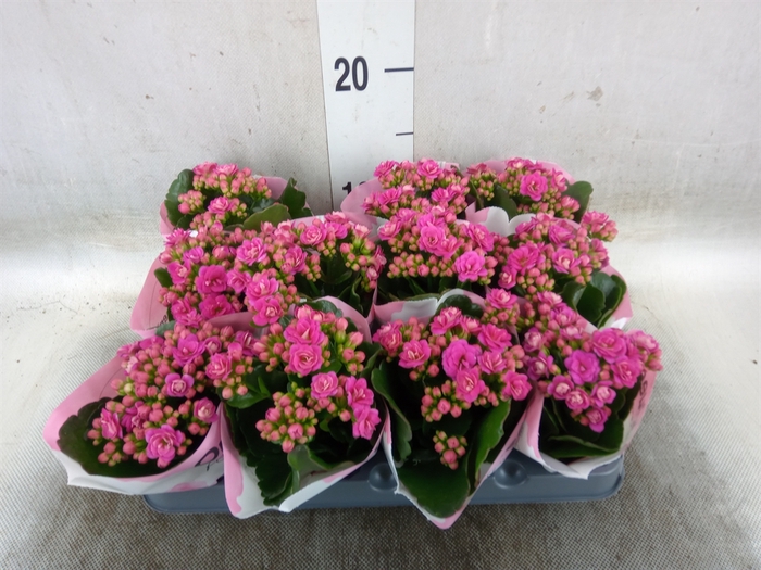 <h4>Kalanchoe   ...mini</h4>