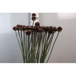 Allium Red Mohican