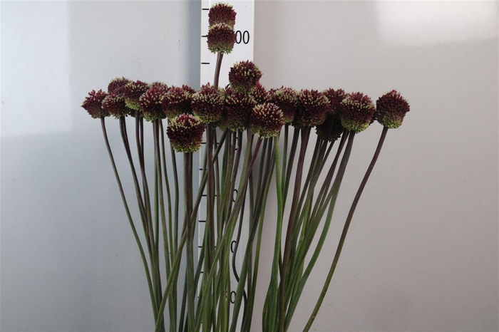 <h4>Allium Red Mohican</h4>