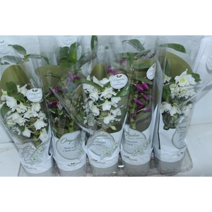 DENDROBIUM NOBILY P12