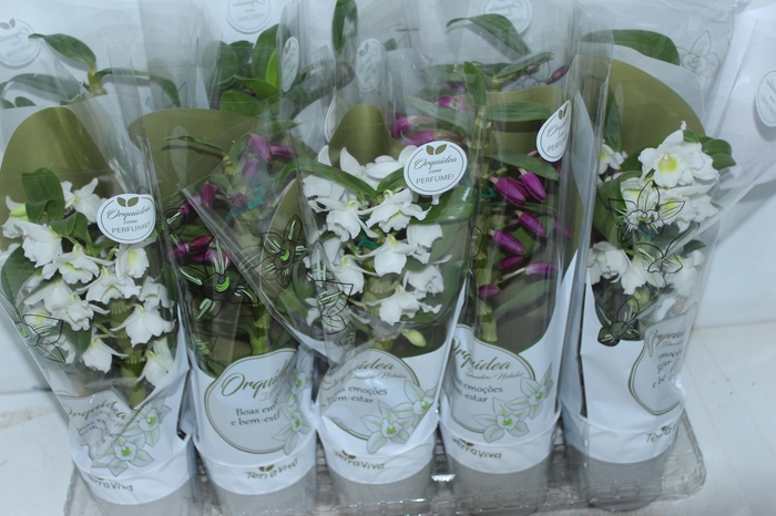 <h4>DENDROBIUM NOBILY P12</h4>