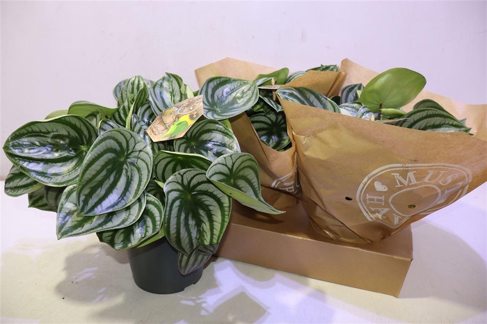 <h4>Pep Argyreia</h4>