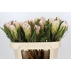 Protea White Night